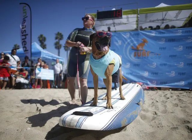 Roxy the Surfer Dog waits to surf at the 6th Annual Surf City surf dog contest in Huntington Beach, California September 28, 2014. (Photo by Lucy Nicholson/Reuters)