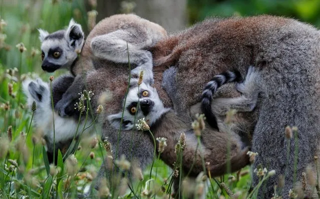 Two Lemur cattas, also known as ring-tailed lemur, born during France's three month shutdown, ride on their mother's back at Paris Zoological Park in the Bois de Vincennes which re-opens with new health measures following the outbreak of the coronavirus disease (COVID-19) in France, June 8, 2020. (Photo by Charles Platiau/Reuters)