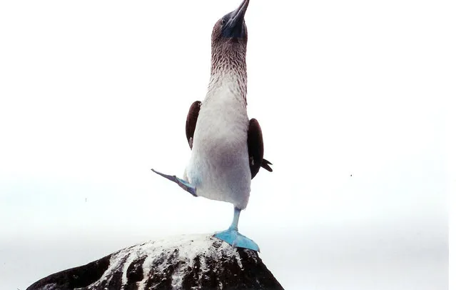 Blue-Footed Booby