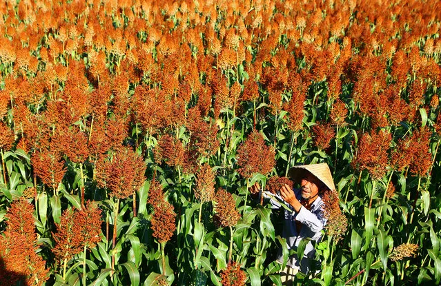 A farmer checks the growth of sorghum in the fields in Wangyu Village of Zaozhuang City, east China's Shandong Province on August 23, 2016. (Photo by Zhang Qiang/Xinhua via ZUMA Wire)