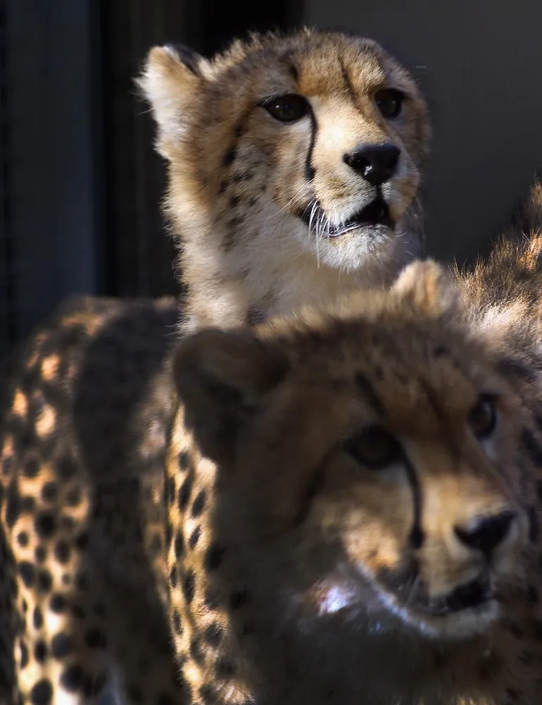 Miami Zoo Welcomes Two Young Male Cheetahs from South Africa