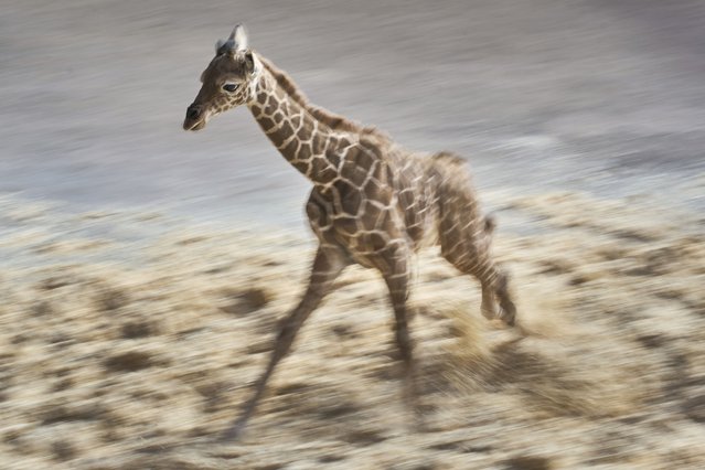 Female giraffe cub Kianga that was born on March 10 runs at the zoo in Kronberg near Frankfurt, Wednesday, March 19, 2025. (Photo by Michael Probst/AP Photo)