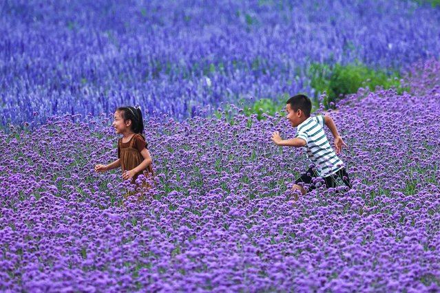 Children run at a lavender field in Tongliao, in northern China's Inner Mongolia region on July 22, 2024. (Photo by AFP Photo/China Stringer Network)