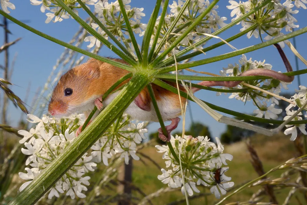 British Wildlife Photography Awards 2016 Winners