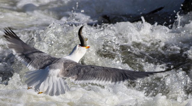Seagulls hunt pearl mullets swimming upstream against the flow stream in Van, Turkiye on May 17, 2025. Every year during their spawning season, the pearl mullets live in the Lake Van, have to fight against seagulls feed on migrating fish, while migrating to fresh waters by swimming upstream against the flow stream. (Photo by Muhammed Onur Yavruturk/Anadolu via Getty Images)