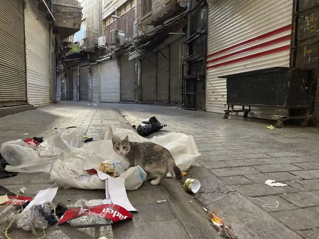 A cat fishes for food in the garbage in front of closed shops at Tehran's Grand Bazaar, Iran, Tuesday, November 15, 2022.  Many shops at Grand Bazaar in Iran's capital city were closed Tuesday amid strike calls following the September death of a woman who was arrested by the country's morality police. (Photo by Vahid Salemi/AP Photo)