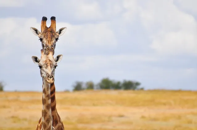 'I'm behind you'. A giraffe hides behind another. (Photo by Janet Miles/Comedy Wildlife Photography Awards/Mercury Press)