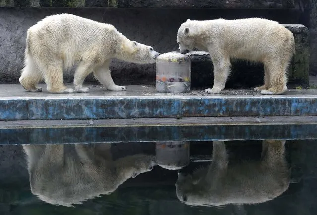 Two polar bears sniffle an icy doughnut made of fish, vegetables and fruits they received on the occasion of the Carnival of Animals in the Budapest Zoo in Budapest, Hungary, Friday, February 2, 2018. The three-day carnival consists of various programs for children and families in the zoo. (Photo by Noemi Bruzak/MTI via AP Photo)
