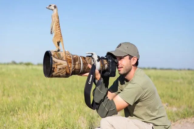 Will Burrard-Lucas takes a photo while a Meerkat perches on his lens in Makgadikgadi, Botswana. (Photo by Will Burrard-Lucas/Barcroft Media)