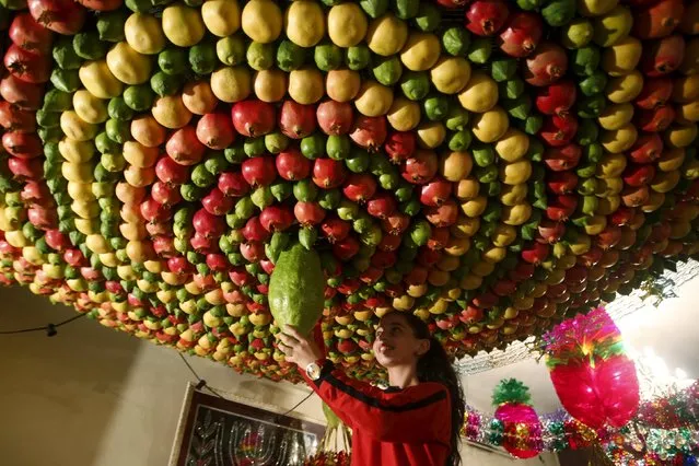 A member of the Samaritan sect decorates a traditional hut known as a sukkah with fruits and vegetables on Mount Gerizim, on the outskirts of the West Bank city of Nablus, October 25, 2015. A sukkah is a ritual hut used during the week-long Jewish holiday of Sukkot which begins Monday at sundown. The Samaritans, who trace their roots to the northern Kingdom of Israel in what is now the northern West Bank, observe religious practices similar to those of Judaism. (Photo by Abed Omar Qusini/Reuters)