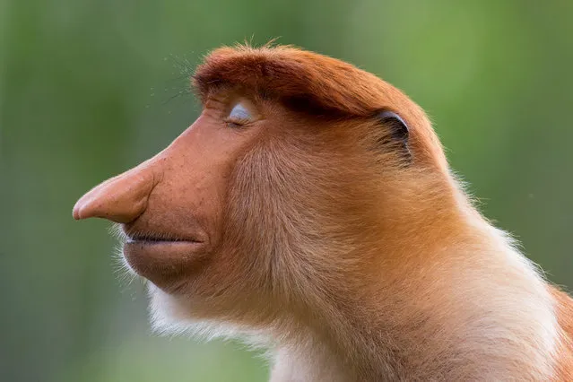 Winner – Animal Portraits: The pose by Mogens Trolle, Denmark. A young male proboscis monkey cocks his head slightly and closes his eyes. Unexpected pale blue eyelids now complement his immaculately groomed auburn hair. He poses for a few seconds as if in meditation. He is a wild visitor to the feeding station at Labuk Bay Proboscis Monkey Sanctuary in Sabah, Borneo – “the most laid-back character”, says Trolle, “quite unlike anything I’ve ever seen on another monkey” – connects us, he hopes, with a fellow primate. (Photo by Mogens Trolle/Wildlife Photographer of the Year 2020)