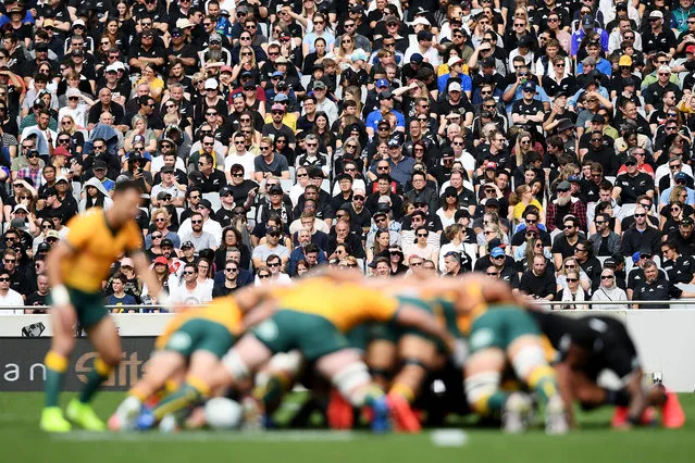 Fans watch a scrum pack down during the Bledisloe Cup match between the New Zealand All Blacks and the Australian Wallabies at Eden Park on October 18, 2020 in Auckland, New Zealand. (Photo by Hannah Peters/Getty Images)