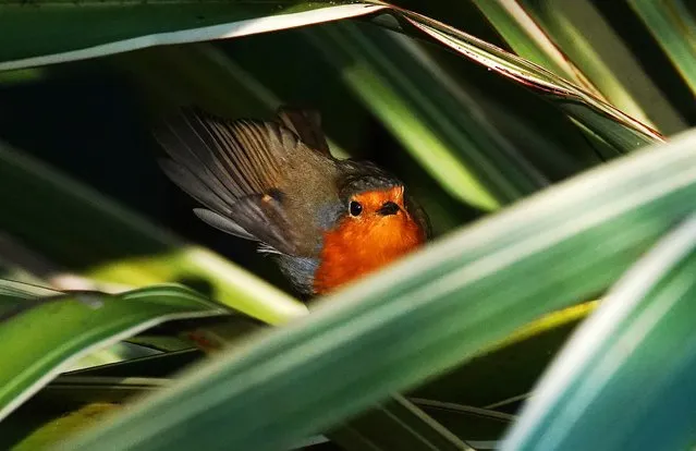 A robin redbreast on the banks of the Tolka river in Dublin's botanic gardens on Thursday, February 9, 2023. (Photo by Brian Lawless/PA Images via Getty Images)