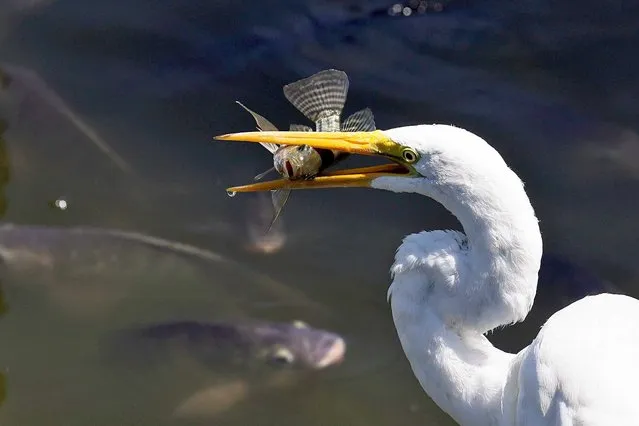 An egret catches a fish in the man-made lake of Chapultepec Park in Mexico City, Saturday, March 4, 2023. (Photo by Marco Ugarte/AP Photo)