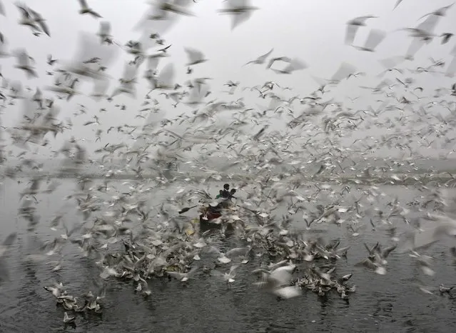 Men ride a boat as seagulls fly over the waters of the river Yamuna on a cold, winter morning in New Delhi December 18, 2014. (Photo by Ahmad Masood/Reuters)
