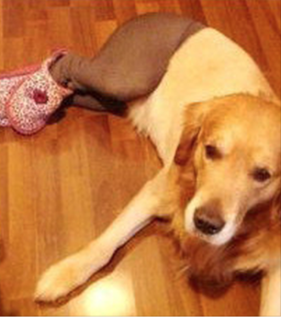 Dogs Wearing Pantyhose, A Popular New Meme in China