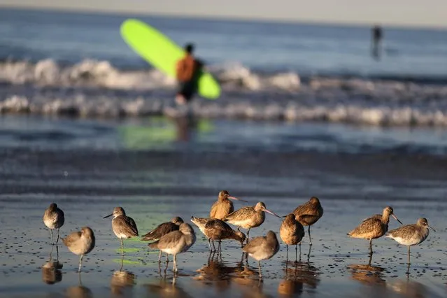 Birds congregate by the ocean at sunrise, after California’s governor said he would impose some of the nation’s strictest stay-at-home orders in the coming days, as the global outbreak of the coronavirus disease (COVID-19) continues, in Santa Monica, California, U.S., December 4, 2020. (Photo by Lucy Nicholson/Reuters)