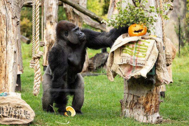 Venus, a baby gorilla, gets into the Halloween spirit at London Zoo on October 22, 2025. (Photo by ZSL London Zoo/Cover Images)