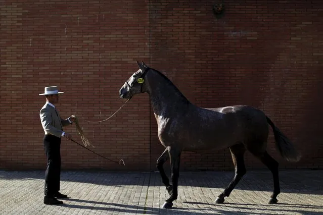An Andalusian horseman rehearses before competing in a morphological contest for mares of two years during the Sicab International Pre Horse Fair which is dedicated in full and exclusively to the purebred Spanish horse in the Andalusian capital of Seville, southern Spain November 17, 2015. (Photo by Marcelo del Pozo/Reuters)