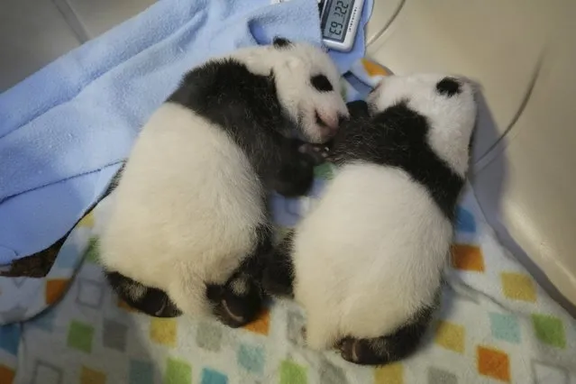 Twin giant panda cubs born to mother Er Shun are seen in this undated handout picture taken at the Toronto Zoo in Toronto, Ontario. (Photo by Reuters/The Toronto Zoo)