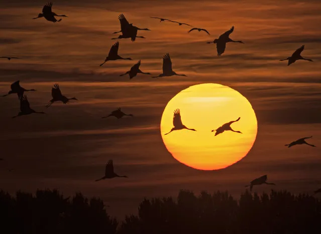 Migrating cranes fly during sunset near Straussfurt, central Germany, Monday, October 31, 2016. The cranes rest in central Germany on their way from breeding places in the north to their wintering grounds in the south. (Photo by Jens Meyer/AP Photo)