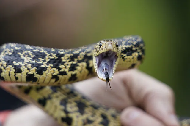 A Louisiana pine snake bluffs in a posture to defend itself against predators, during the release of several of about 100 Louisiana pine snakes, which are a threatened species, in Kisatchie National Forest, La., Friday, May 5, 2023. (Photo by Gerald Herbert/AP Photo)