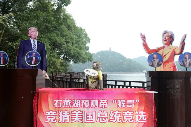 A monkey wearing a tee shirt with the characters “King of prediction” holds a card which reads “elected” between cardboard cutouts of Hillary Clinton and Donald Trump, during a game held by a tourist resort to “predict” the result of the U.S presidential election, in Changsha, Hunan Province, China, November 3, 2016. (Photo by Reuters/Stringer)