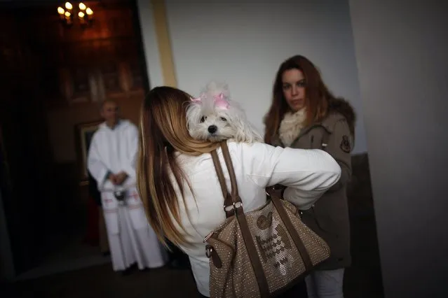 A woman holds her dog before it is blessed by a priest (L) outside San Anton church in Churriana, near Malaga, southern Spain, January 17, 2015. (Photo by Jon Nazca/Reuters)