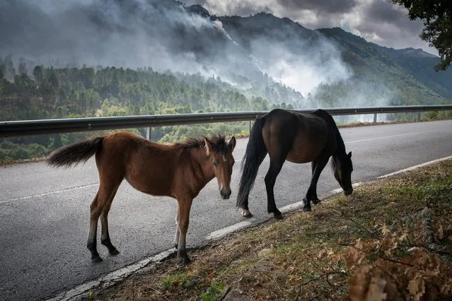 Horses on the side of the road as smoke caused by the wildfire at the village of Lobios, Ourense, Spain on 15 September 2020. The fire has so far burnt up to 8,000 hectares and affected the National Park of Xures. (Photo by Brais Lorenzo/EPA/EFE)