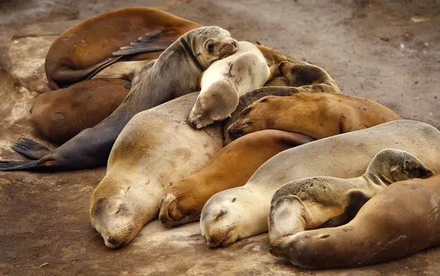 Seal pups sleep with their mothers along the rocky shoreline in La Jolla, California January 20, 2015. (Photo by Mike Blake/Reuters)