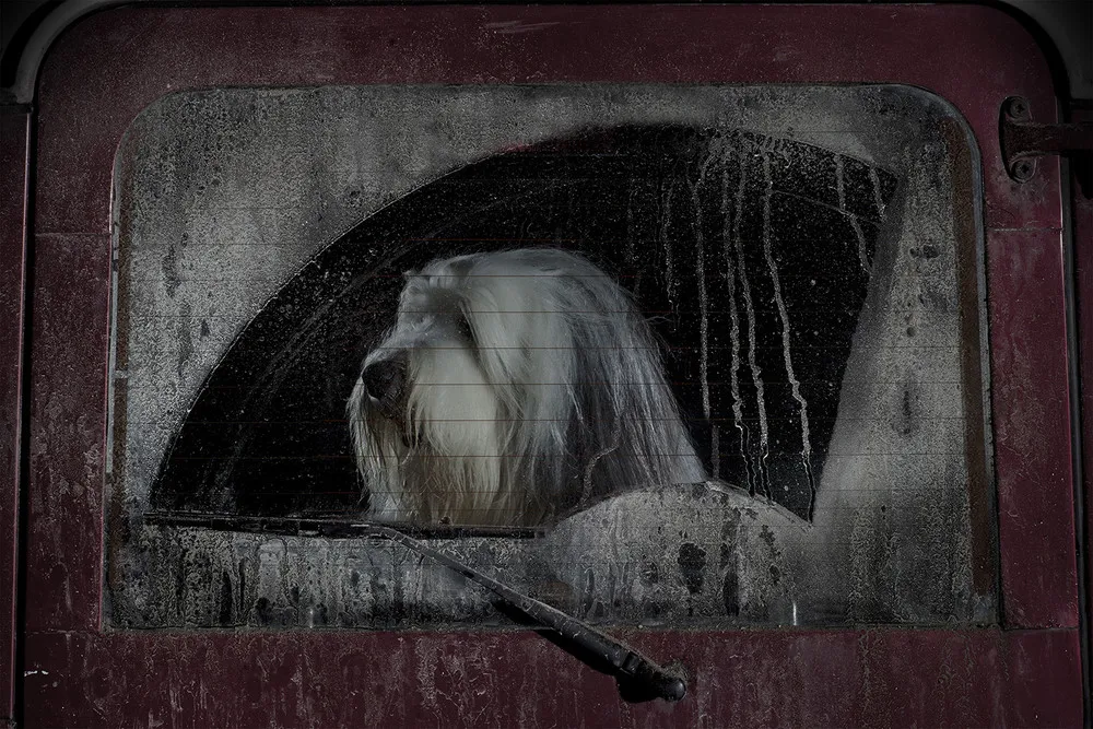 The Silence of Dogs in Cars