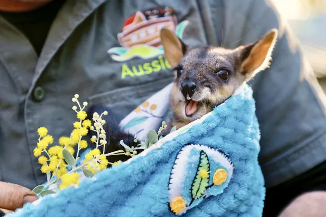 Two orphaned wallaby joeys enjoy a play date to help them boost their social skills in Australia early July 2023. The rescued joeys are being hand-raised at Aussie Ark in News South Wales. (Photo by Aussie Ark/Cover Images)
