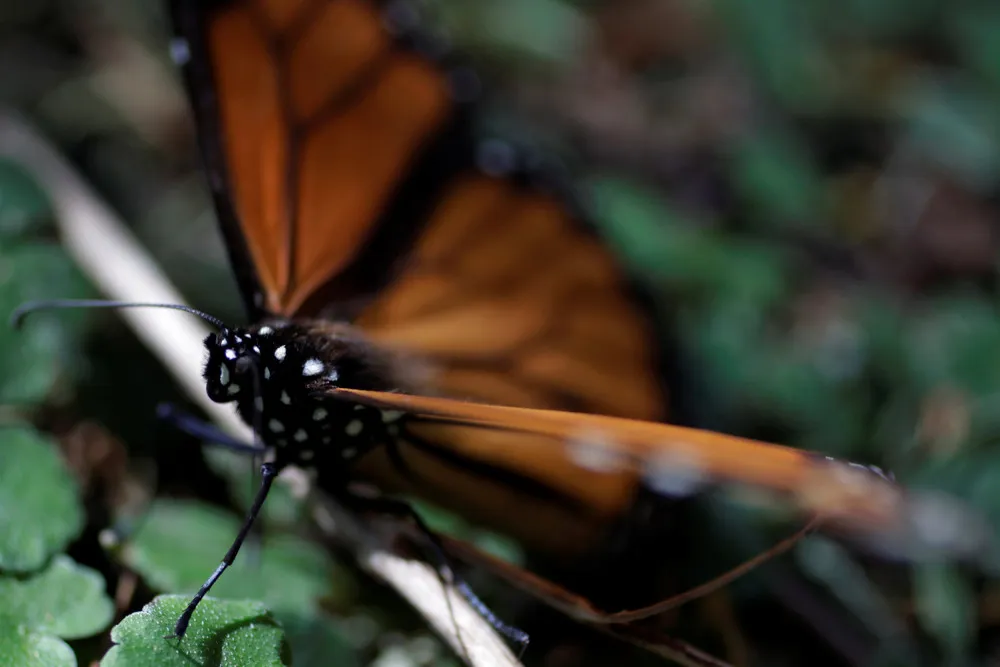 Sierra Chincua Butterfly Sanctuary