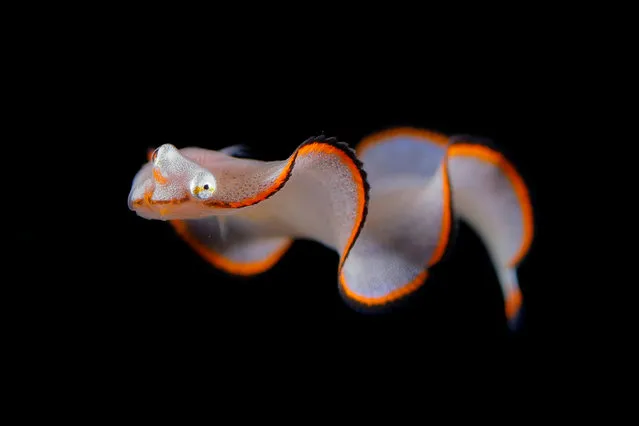 Batesian mimicry by a Soleichthys fish larva. (Photo by Ryo Minemizu/The Guardian)