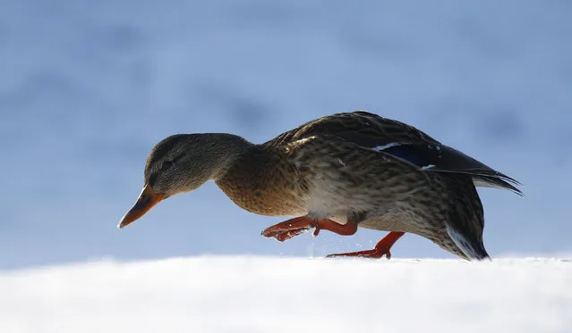 A mallard duck is seen in a lake as the temperature dropped to around minus 23 degrees Celsius (minus 9.4 degrees Fahrenheit) on the outskirts of Minsk, Belarus January 5, 2016. (Photo by Vasily Fedosenko/Reuters)