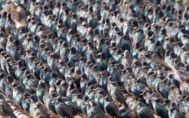 Tens of thousands of identical birds cover every inch of a British farm as they come to steal cattle feed. The starlings, which travel to the UK every winter, pick up the the cows' food in what looks like a moving floor of blues, blacks and beaks. The tiny birds in their vast numbers stand in rows and columns almost like a crowd waiting to hear a great speech. But the cows seem completely unfazed by the presence of the birds and carry on as normal. (Photo by Frederic Desmette/Solent News and Photo Agency)