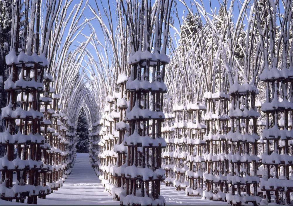 Cathedral Made from Trees by Giuliano Mauri 