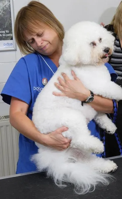 Three year-old Bichon Frise Lennon, from Plymouth, weighs 12.8kg took part in the Pet Fit Club contest organised by animal charity PDSA. (Photo by PDSA)