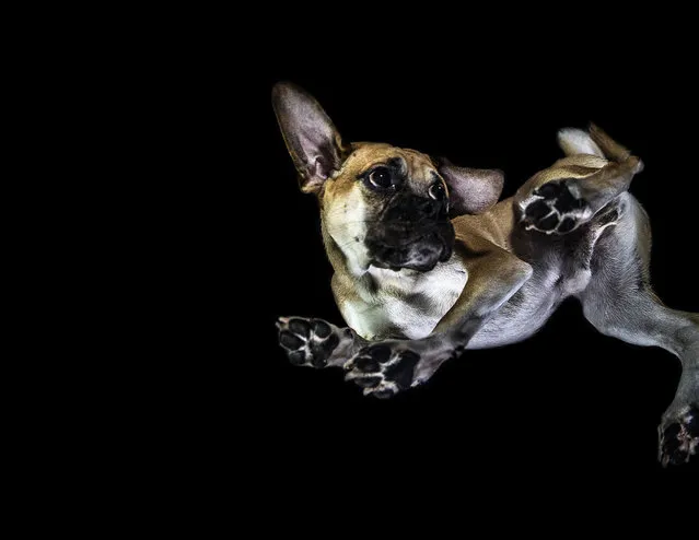 A photograph of a dog taken from underneath on December 2016 in VA, Canada. (Photo by The Underdogs Project/Barcroft Images)