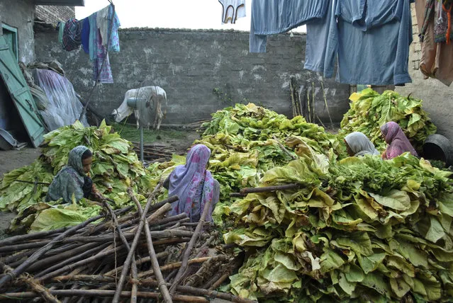 In this Wednesday, July 25, 2018, photo, Ansa Khan and the women in her family sort through tobacco leaves in Mardan, Pakistan. The family farm produces tobacco, a major crop their area. While her father and older brother harvest and shred the leaves from the tobacco plants, it is far Ansa, her older sister and mother to sew the leaves together to be dried. (Photo by Saba Rehman/AP Photo)