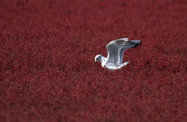 A seagull sits on the Red Beach created by clusters of suaeda salsa on October 17, 2023 in Yingkou, Liaoning Province of China. (Photo by Huang Jinkun/VCG via Getty Images)