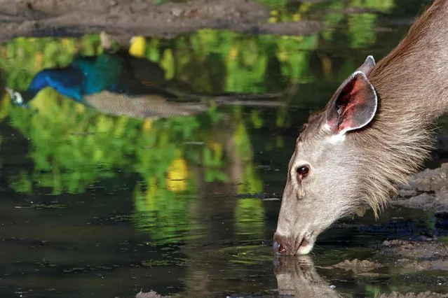 In this photograph taken on November 12, 2023, a deer drinks water as a peacock is reflected in a water body at the Sariska Tiger Reserve in Alwar district of India's Rajasthan state. (Photo by Sebastien Berger/AFP Photo)
