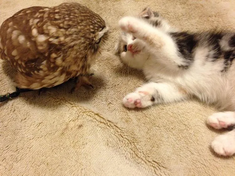 Kitten and Owl Are Best Friends