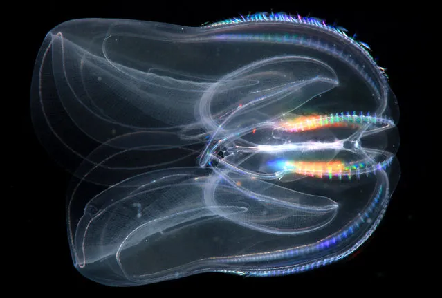 This undated image provided by the Sars International Center for Marine Molecular Biology, University of Bergen, Norway via the journal Science in December 2013 shows a Mnemiopsis leidyi, a species of comb jelly known as a sea walnut. A new study published online Thursday, December 12, 2013 in the journal Science says comb jellies, a group of gelatinous marine animals, represent the oldest branch of the animal family tree. (Photo by AP Photo/Sars International Center for Marine Molecular Biology, University of Bergen, Norway, Bruno Vellutini)