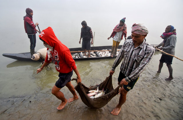 Men carry fish after fishing in a pond to sell it to the villagers on the occasion of Bhogali Bihu or the harvest festival of Assam, at Raha town in Nagaon district, in the northeastern state of Assam, India January 13, 2017. (Photo by Anuwar Hazarika/Reuters)