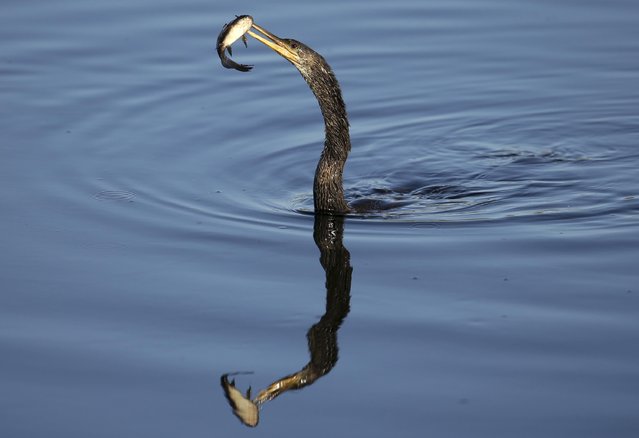 An anhinga catches a fish in a pond off the 11th green during the second round of the Honda Classic golf tournament, Friday, February 26, 2016, in Palm Beach Gardens, Fla. (Photo by Lynne Sladky/AP Photo)