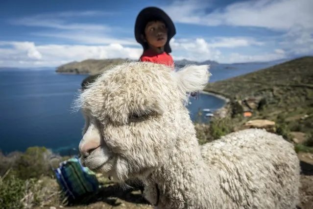 A boy herds his alpaca on Isla del Sol, in the municipality of Copacabana, Bolivia, 16 December 2023. Isla del Sol is located in Titicaca, the highest navigable lake in the world, 3,800 meters above sea level. It is an internationally recognized tourist destination, in addition to being a spiritual site for the Aymara ethnic group. (Photo by Esteban Biba/EPA)