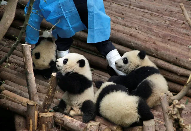 Baby giant pandas hold a breeder's leg at Chengdu Research Base of Giant Panda Breeding in Chengdu, Sichuan province, China, January 22, 2017. (Photo by Jason Lee/Reuters)
