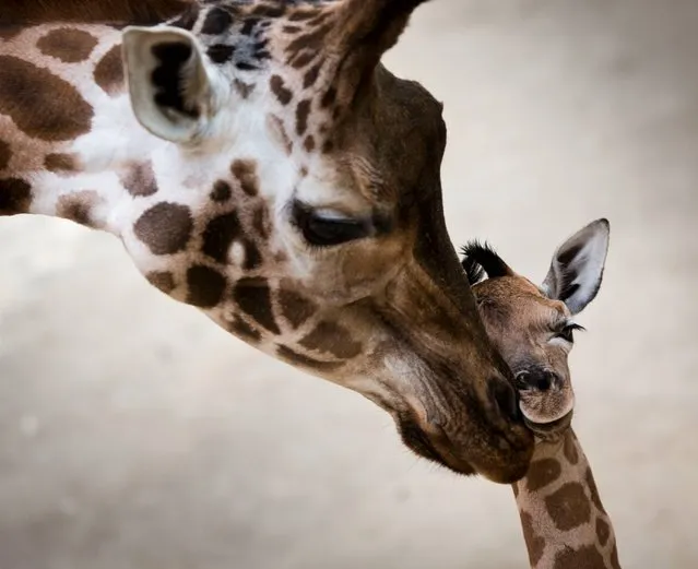 Giraffe cub Katja nestles to its mother at the Opelzoo in Kronberg, central Germany, Tuesday, January 7, 2014. The animal belongs to the endangered subspecies Rothschild's giraffe (giraffa camelopardalis rothschildi) and was born on Jan. 2. (Photo by Frank Rumpenhorst/AP Photo/DPA)