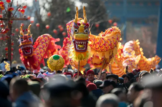 Folk artists perform a dragon dance during celebrations on the eight day of Chinese Lunar New Year of the Pig, in Hohhot, Inner Mongolia Autonomous Region, China February 12, 2019. (Photo by Reuters/China Stringer Network)
